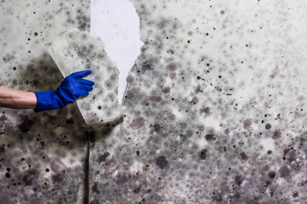 Best Attic Mold Remediation in Brice Prairie, WI