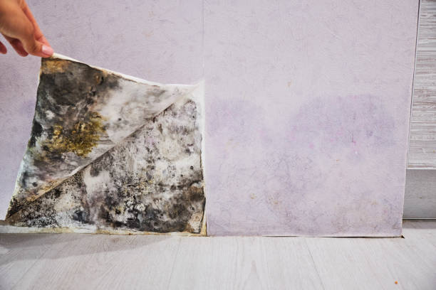 Best Kitchen Mold Remediation in Brice Prairie, WI